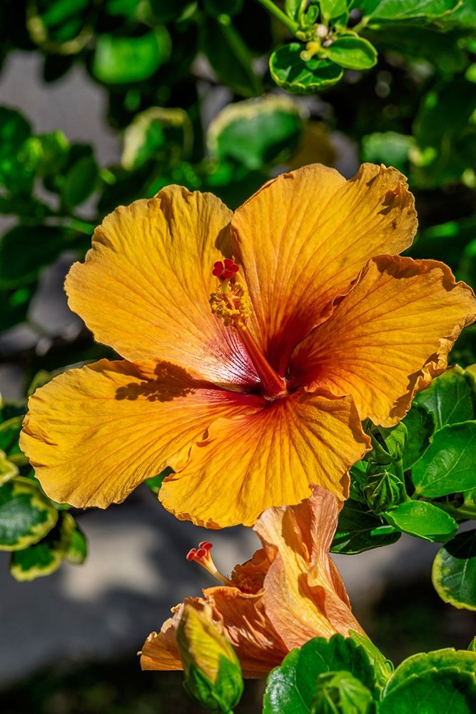 Orange Hibiscus